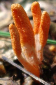 Functional Mushrooms - Antrodia, CC BY-SA 2.5, via Wikimedia Commons