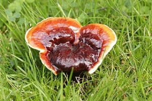 Functional Mushrooms - Reishi