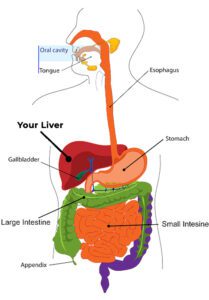 Liver Health - Organ Placement