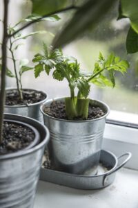 Grow your own nutrient packed celery!